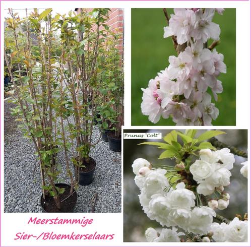 CERISIERS ORNEMENTAUX MULTIPLES TIGES, Prunus Colt, 20€/pc, Jardin & Terrasse, Plantes | Arbustes & Haies, Arbuste, Autres espèces