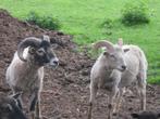Moutons à vendre - jeunes mâles et brebis avec leur petit