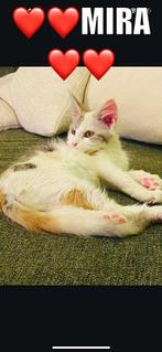 Maine coon kitten/ poes, raszuiver, Dieren en Toebehoren, Poes, Gechipt, 0 tot 2 jaar