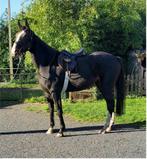 4 jarige merrie en 1 jarig merrie veulen, Merrie, Springpaard, Gechipt, 3 tot 6 jaar