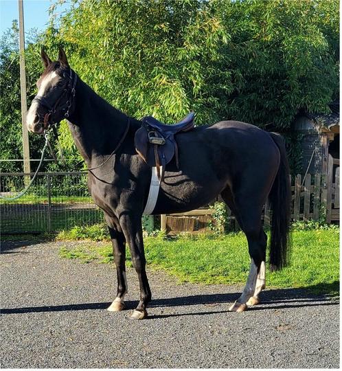 4 jarige merrie en 1 jarig merrie veulen, Dieren en Toebehoren, Paarden, Merrie, Onbeleerd, 165 tot 170 cm, 3 tot 6 jaar, Springpaard