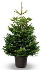 Kerstbomen nordman, Diversen, Kerst, Ophalen, Nieuw