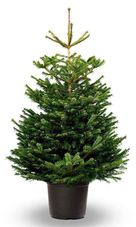 Kerstbomen nordman, Diversen, Kerst, Nieuw, Ophalen