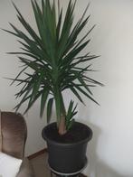 yucca plant, Ophalen, Vaste plant, Overige soorten, Halfschaduw