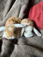 Jonge hangoren, Dieren en Toebehoren