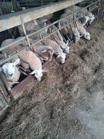 verse schapenmelk, Dieren en Toebehoren, Schapen, Geiten en Varkens, Schaap