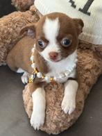 Chihuahua teefje choco wit en reutje, Dieren en Toebehoren, CDV (hondenziekte), België, Fokker | Hobbymatig, 8 tot 15 weken