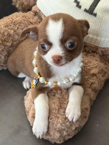 Chihuahua teefje choco wit en reutje beschikbaar voor biedingen