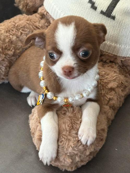 Chihuahua teefje choco wit en reutje, Dieren en Toebehoren, Honden | Chihuahua's en Gezelschapshonden, Geslacht onbekend, Chihuahua