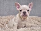 Langharige Franse bulldog, Dieren en Toebehoren, Honden | Bulldogs, Pinschers en Molossers, België, Fokker | Hobbymatig, CDV (hondenziekte)