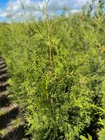 Plantes de haie, conifères, thuya, brabant, Enlèvement ou Envoi