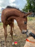 Lusitano merrie veulen, Dieren en Toebehoren, Merrie, Niet van toepassing, Gechipt