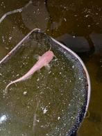 Albino meerval 20/30 cm, Overige soorten