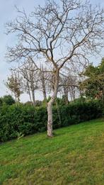 brandhout notelaar gratis Hamme, Tuin en Terras, Ophalen