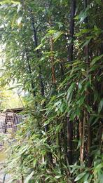 zwarte bamboe, Jardin & Terrasse, Enlèvement, 250 cm ou plus, Arbuste, Bambou