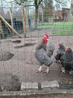 jonge mechelse koekoek kweekhaan, Dieren en Toebehoren, Pluimvee, Mannelijk, Kip