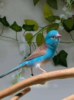 Blauwfazantje, Dieren en Toebehoren, Vogels | Overige Vogels, Meerdere dieren, Tropenvogel, Geringd