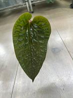 Anthurium Luxurians x Radicans, Huis en Inrichting, Kamerplanten, Ophalen of Verzenden