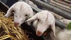 Chevrettes de chèvres Saanen, Vrouwelijk, Geit, 0 tot 2 jaar