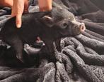Nog 2 dwerg götinger varkentjes te koop handtam, Animaux & Accessoires, Mâle, Porcs, 0 à 2 ans
