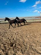 Hengsten fries en barock pinto, Dieren en Toebehoren, Dressuurpaard, 0 tot 2 jaar, Hengst, Onbeleerd