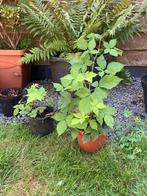 2 potten met plantjes tamme braam - braamstruik - bramen, Tuin en Terras, Ophalen