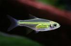 Hobbyaquarium 4xMEGEAKTIE 16/17/18 Juli, Vis, Zoetwatervis, Schoolvis