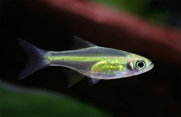 Hobbyaquarium 4xMEGEAKTIE 16/17/18 Juli  beschikbaar voor biedingen