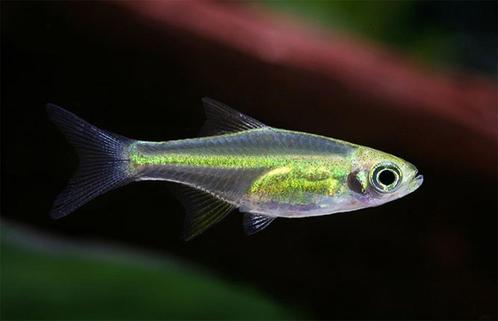 Hobbyaquarium 4xMEGEAKTIE 16/17/18 Juli, Dieren en Toebehoren, Vissen | Aquariumvissen, Zoetwatervis, Vis, Schoolvis