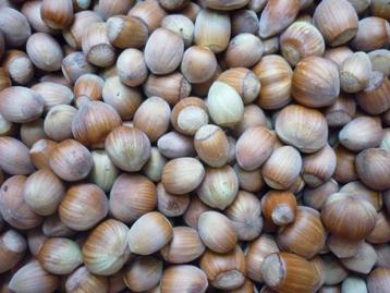 Hazelnoten: 100% bio, mengeling  beschikbaar voor biedingen