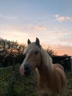 Weide gezocht regio Erpe-Mere, Dieren en Toebehoren, Paarden en Pony's | Overige Paardenspullen, Ophalen of Verzenden