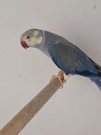 Te koop halsbandparkiet, Dieren en Toebehoren, Vogels | Parkieten en Papegaaien, Mannelijk, Parkiet, Geringd