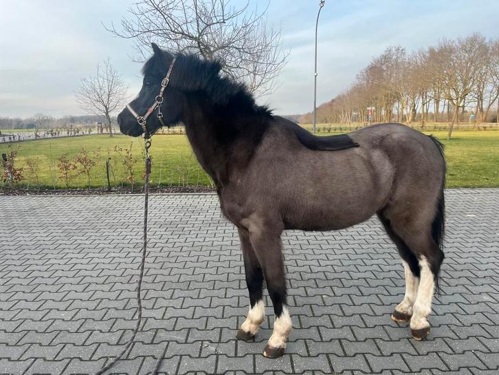 Poney Gallois B courageux, Animaux & Accessoires, Poneys, Hongre, B, Poney B (1.17 m à 1.27 m), Poney de saut, 11 ans ou plus