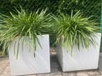2 Witte vierkanten plantenbakken met witte agapanthussen in., Tuin en Terras, Ophalen, Kunststof, Gebruikt, Minder dan 60 cm