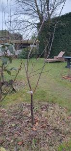 Pruimenboom laagstam "Reine-Claude d'Oullins", Tuin en Terras, Planten | Fruitbomen, Ophalen, Lente, Volle zon, Pruimenboom