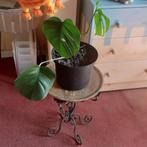 Mooie kamerplant Gatenplant Monstera Delicious, Maison & Meubles, Plantes d'intérieur, En pot, Enlèvement, Moins de 100 cm, Autres espèces