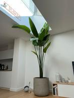 Strelitzia Nicolai plant 3m50, Ophalen, 200 cm of meer, Overige soorten, In pot