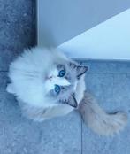 Magnifique Ragdoll à vendre, Chatte ou Chat, Avec pedigree, 0 à 2 ans