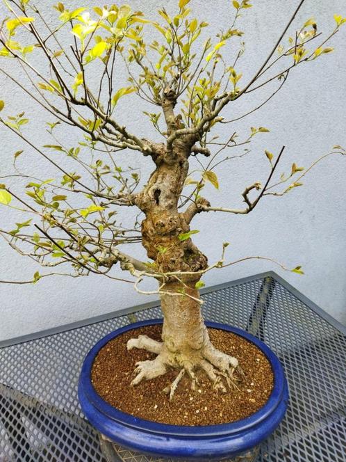 Bonsai Celtis Chinensis - Oosterse Netelboom, Tuin en Terras, Planten | Bomen, Overige soorten, Minder dan 100 cm, Halfschaduw