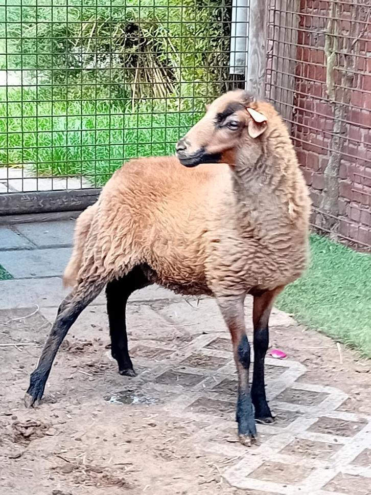 Mooie kameroen ooi, Dieren en Toebehoren, Schapen, Geiten en Varkens