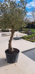 Grote olijfboom Olea Europaea, Tuin en Terras, Planten | Bomen, In pot, Winter, Ophalen of Verzenden