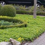 Waldsteinia ternata (bodembedekker), Ophalen, Vaste plant, Bodembedekkers, Halfschaduw