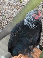 Jonge hennen/hanen, Dieren en Toebehoren