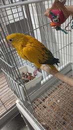 Jonge tamme Goudparkieten met DNA en getest op alle ziekte, Mannelijk, Papegaai, Geringd