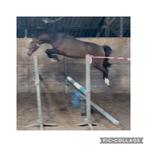 Starrona-3jarige merrie  van J-star ., Dieren en Toebehoren, Merrie, Zadelmak