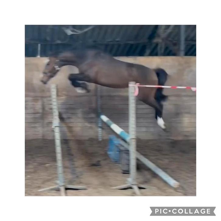 Starrona-3jarige merrie  van J-star ., Dieren en Toebehoren, Paarden, Merrie, Zadelmak