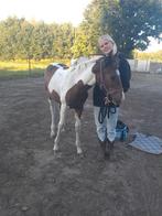 Apha merrie, Dieren en Toebehoren, Merrie, Minder dan 160 cm, 0 tot 2 jaar, Westernpaard