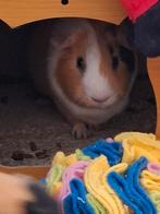 3 cavia denk 2 vrouwtjes en man samen voor 10 euro, Septembre, Cobaye