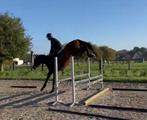 3-jarig springtalent, Dieren en Toebehoren, Springpaard, Ruin, Zadelmak, 3 tot 6 jaar