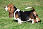 Basset Hound pups te koop, 15 weken tot 1 jaar, Reu, Basset, Buitenland